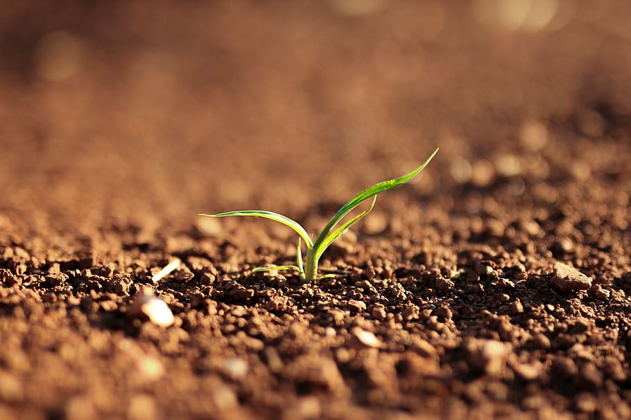 É tempo de plantar e compartilhar novas ideias